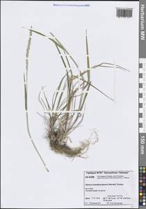 Пырейник изменчивый (Drobow) Tzvelev, Сибирь, Центральная Сибирь (S3) (Россия)