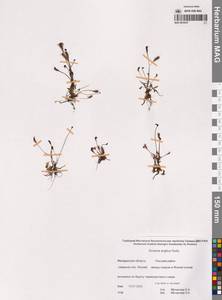 Drosera × anglica Huds., Сибирь, Чукотка и Камчатка (S7) (Россия)