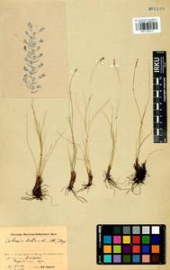 Carex myosuroides Vill., Сибирь, Прибайкалье и Забайкалье (S4) (Россия)
