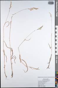 Bromus hordeaceus subsp. hordeaceus, Восточная Европа, Центральный район (E4) (Россия)