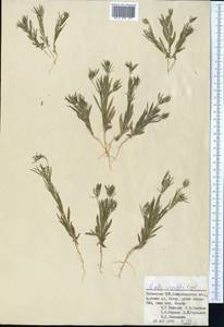 Komaroffia integrifolia (Regel) A. L. Pereira, Средняя Азия и Казахстан, Памир и Памиро-Алай (M2) (Узбекистан)
