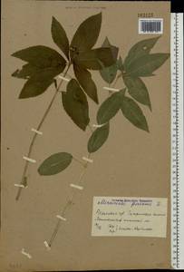 Пролесник многолетний L., Восточная Европа, Центральный район (E4) (Россия)