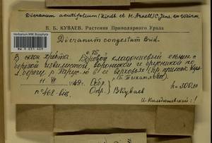 Dicranum acutifolium (Lindb. & Arnell) C.E.O. Jensen, Гербарий мохообразных, Мхи - Западная Сибирь (включая Алтай) (B15) (Россия)