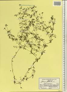 Подмаренник трехраздельный L., Восточная Европа, Центральный лесостепной район (E6) (Россия)