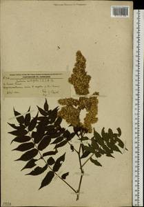 Рябинник рябинолистный (L.) A.Braun, Сибирь, Дальний Восток (S6) (Россия)