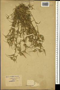 Sporobolus aculeatus (L.) P.M.Peterson, Кавказ, Краснодарский край и Адыгея (K1a) (Россия)