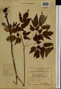 Actaea rubra subsp. rubra, Сибирь, Дальний Восток (S6) (Россия)