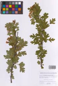 Боярышник одностолбиковый Jacq., Восточная Европа, Московская область и Москва (E4a) (Россия)