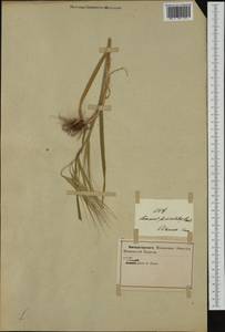 Bromus fasciculatus C.Presl, Западная Европа (EUR) (Италия)