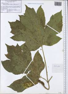 Heracleum sphondylium subsp. ternatum (Velen.) Brummitt, Западная Европа (EUR) (Италия)