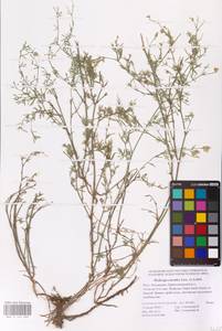 Medicago caerulea × falcata, Восточная Европа, Нижневолжский район (E9) (Россия)