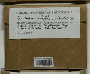 Ceratodon purpureus (Hedw.) Brid., Гербарий мохообразных, Мхи - Нижний Дон и Нижняя Волга (B11) (Россия)