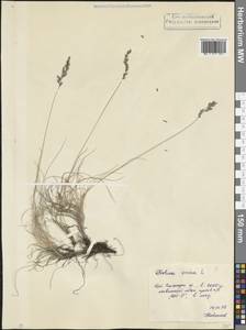Овсяница овечья L., Кавказ, Северная Осетия, Ингушетия и Чечня (K1c) (Россия)