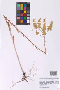 Вайда красильная L., Восточная Европа, Московская область и Москва (E4a) (Россия)