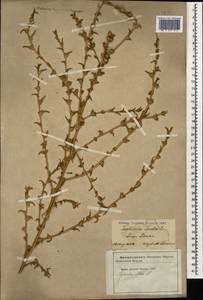 Soda inermis (Moench) Fourr., Кавказ, Азербайджан (K6) (Азербайджан)