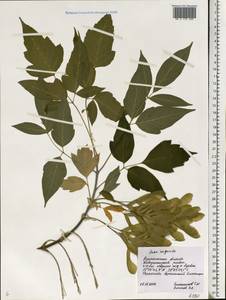 Клен ясенелистный, Клен американский L., Восточная Европа, Центральный лесостепной район (E6) (Россия)