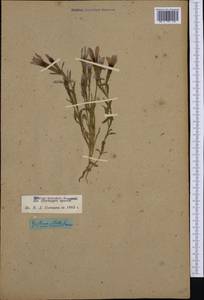 Gentianopsis ciliata subsp. ciliata, Западная Европа (EUR) (Швейцария)