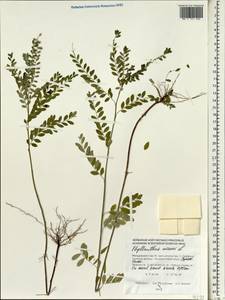 Phyllanthus niruri L., Зарубежная Азия (ASIA) (Мальдивы)