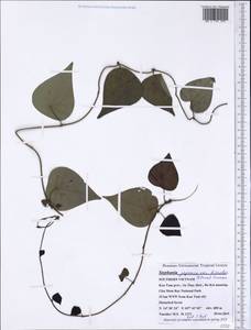 Stephania japonica var. discolor (Blume) Forman, Зарубежная Азия (ASIA) (Вьетнам)