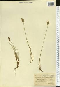 Anthoxanthum monticola (Bigelow) Veldkamp, Сибирь, Чукотка и Камчатка (S7) (Россия)