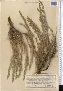 Artemisia pycnorrhiza Ledeb., Средняя Азия и Казахстан, Западный Тянь-Шань и Каратау (M3) (Казахстан)
