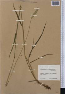 Alopecurus arundinaceus × pratensis, Западная Европа (EUR) (Финляндия)