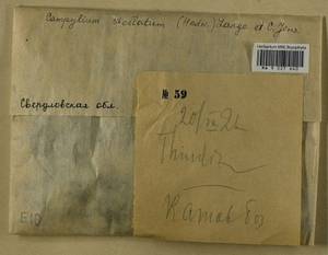 Campylium stellatum (Hedw.) Lange & C.E.O. Jensen, Гербарий мохообразных, Мхи - Пермский край, Удмуртия, Свердловская и Кировская области (B8) (Россия)