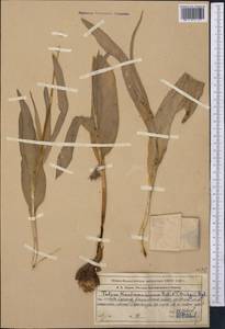 Тюльпан Грейга Regel, Средняя Азия и Казахстан, Западный Тянь-Шань и Каратау (M3) (Казахстан)