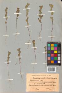 Куммеровия прилистниковая (Maxim.) Makino, Сибирь, Дальний Восток (S6) (Россия)