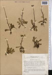 Tanacetum richterioides (C. Winkl.) K. Bremer & Humphries, Средняя Азия и Казахстан, Северный и Центральный Тянь-Шань (M4) (Казахстан)