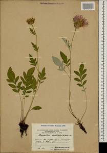 Псефеллюс подбеленный (Willd.) K.Koch, Кавказ, Южная Осетия (K4b) (Южная Осетия)