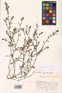 Спорыш простертый, Спорыш обыкновенный Boreau, Восточная Европа, Центральный район (E4) (Россия)