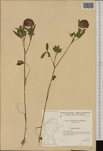 Клевер средний L., Западная Европа (EUR) (Дания)