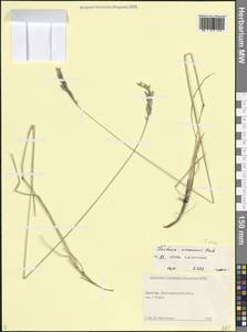 Овсяница разноцветная Haenke, Кавказ, Дагестан (K2) (Россия)