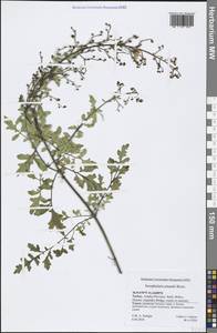 Scrophularia pinardii Boiss., Зарубежная Азия (ASIA) (Турция)