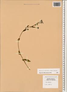 Незабудка лесная Ehrh. ex Hoffm., Кавказ, Армения (K5) (Армения)