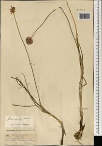 Лук прямой, Лук торчащий Schrad., Монголия (MONG) (Монголия)