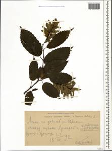 Граб обыкновенный, Граб кавказский L., Кавказ, Ставропольский край, Карачаево-Черкесия, Кабардино-Балкария (K1b) (Россия)