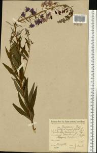 Иван-чай узколистный (L.) Scop., Восточная Европа, Московская область и Москва (E4a) (Россия)