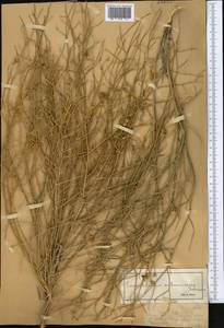 Вьюнок седоватый Schrenk, Средняя Азия и Казахстан, Муюнкумы, Прибалхашье и Бетпак-Дала (M9) (Казахстан)