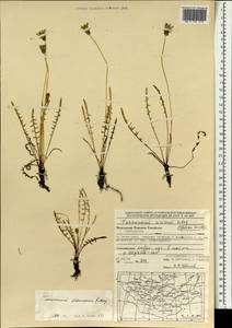 Одуванчик китайский Kitag., Монголия (MONG) (Монголия)