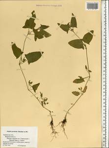 Лебеда лежачая, Лебеда простертая DC., Восточная Европа, Центральный лесостепной район (E6) (Россия)