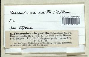 Fossombronia pusilla (L.) Nees, Гербарий мохообразных, Мхи - Западная Европа (BEu) (Германия)