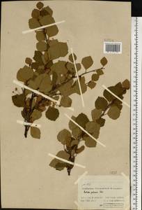 Береза пушистая Ehrh., Восточная Европа, Северный район (E1) (Россия)