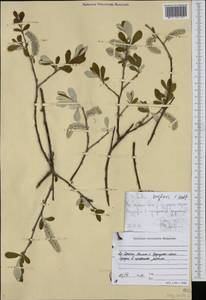 Ива Крылова E.L.Wolf, Сибирь, Якутия (S5) (Россия)