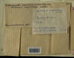 Calliergonella cuspidata (Hedw.) Loeske, Гербарий мохообразных, Мхи - Центральное Нечерноземье (B6) (Россия)