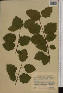 Karpatiosorbus latifolia (Lam.) Sennikov & Kurtto, Западная Европа (EUR) (Россия)