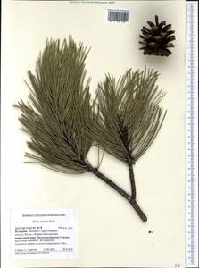 Pinus nigra subsp. laricio (Poir.) Maire, Западная Европа (EUR) (Болгария)