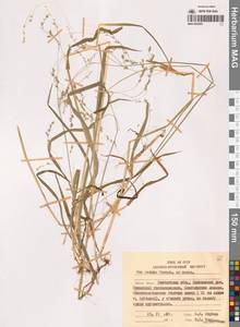 Мятлик шероховатый Franch. & Sav., Сибирь, Чукотка и Камчатка (S7) (Россия)