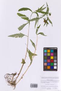 Череда поникающая, Череда поникшая L., Восточная Европа, Московская область и Москва (E4a) (Россия)